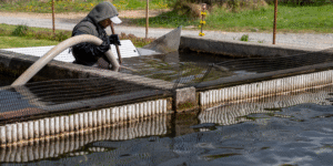 aquaculture-natural-zeolite